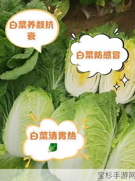 全面掌握大白菜系统，详细教程助你成为高手