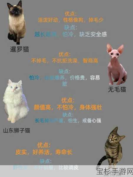 阿秋养猫心得，如何精心为喵星人挑选合适的饭盆